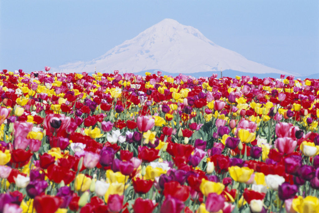 Detail of Tulip Field and Mount Hood by Corbis