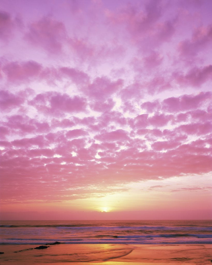 Detail of Pink Sunset Over Heceta Beach by Anonymous