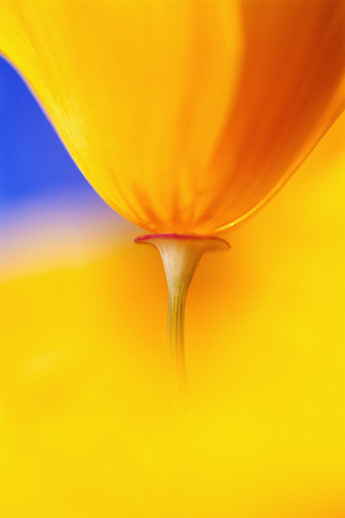 Detail of Yellow Poppy Flower by Anonymous