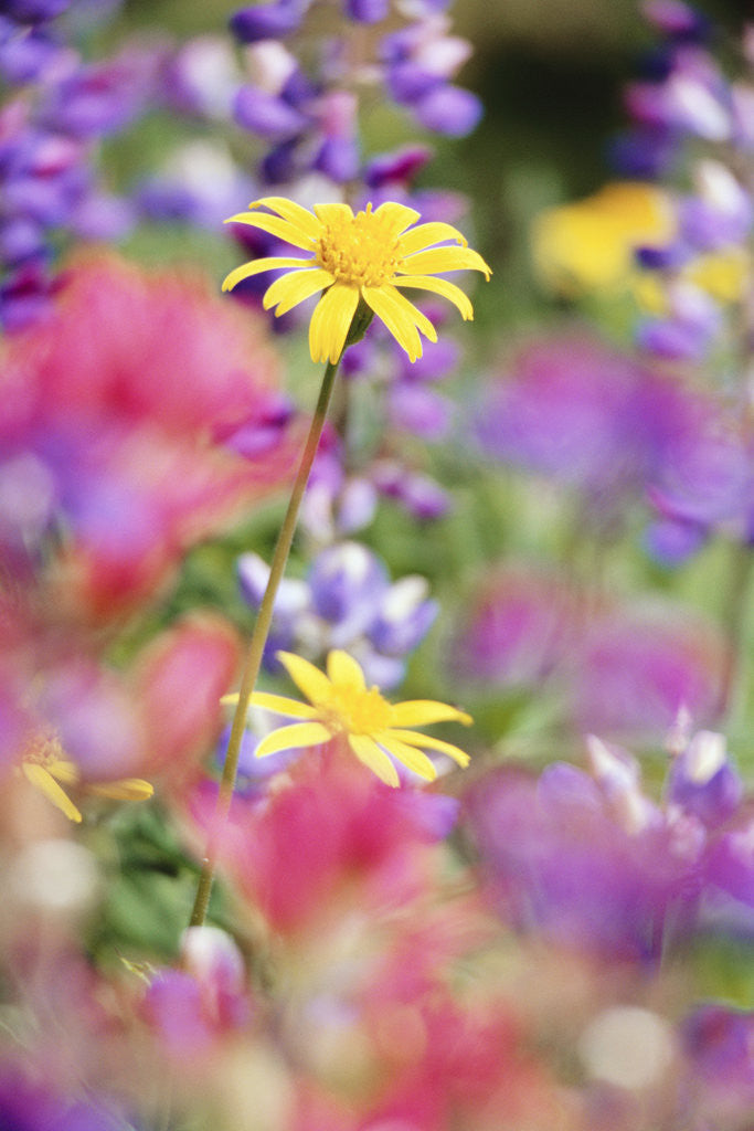 Detail of Yellow Daisies Among Flowers by Anonymous