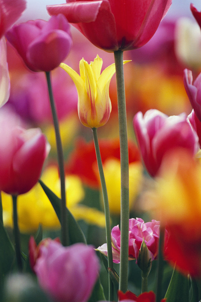 Detail of Colorful Tulip Flowers by Corbis