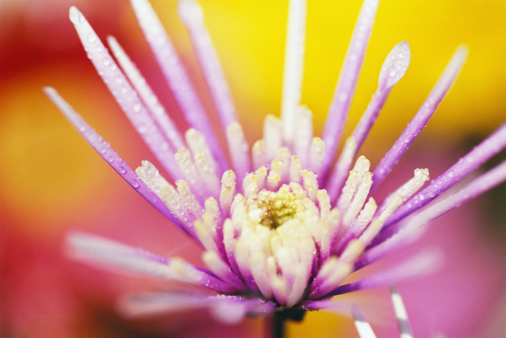Detail of Dew Drops Covering Flower by Anonymous
