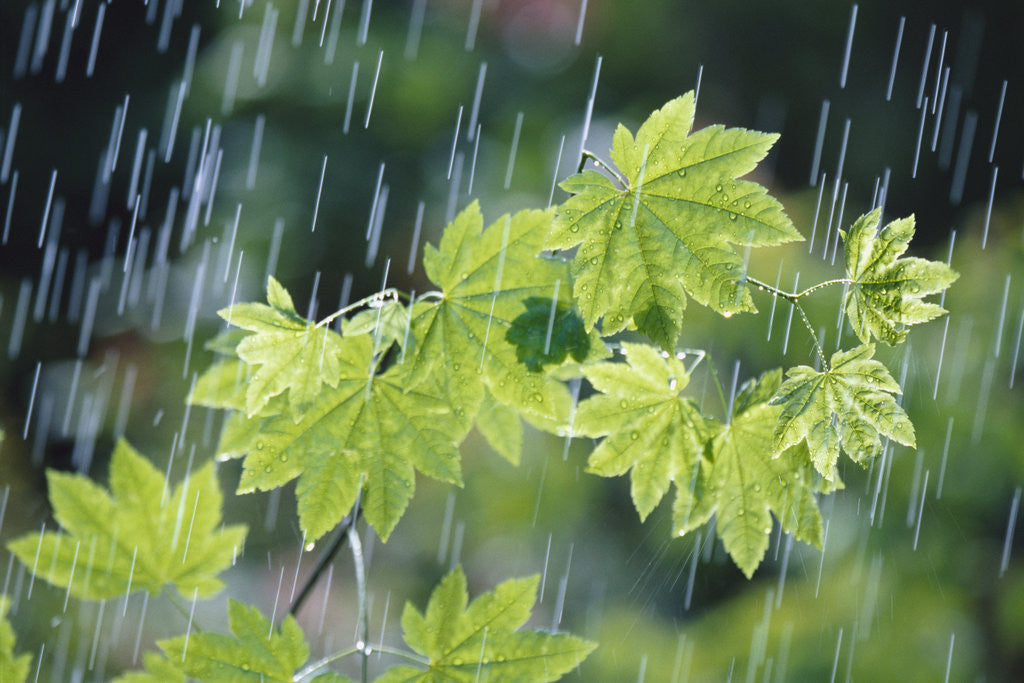 Detail of Rain Falling on Vine Maple Leaves by Anonymous