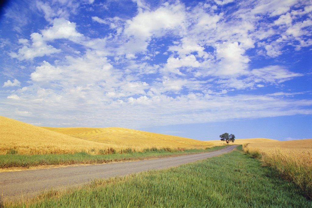 Detail of Dirt Road Running Through Farm Fields by Anonymous
