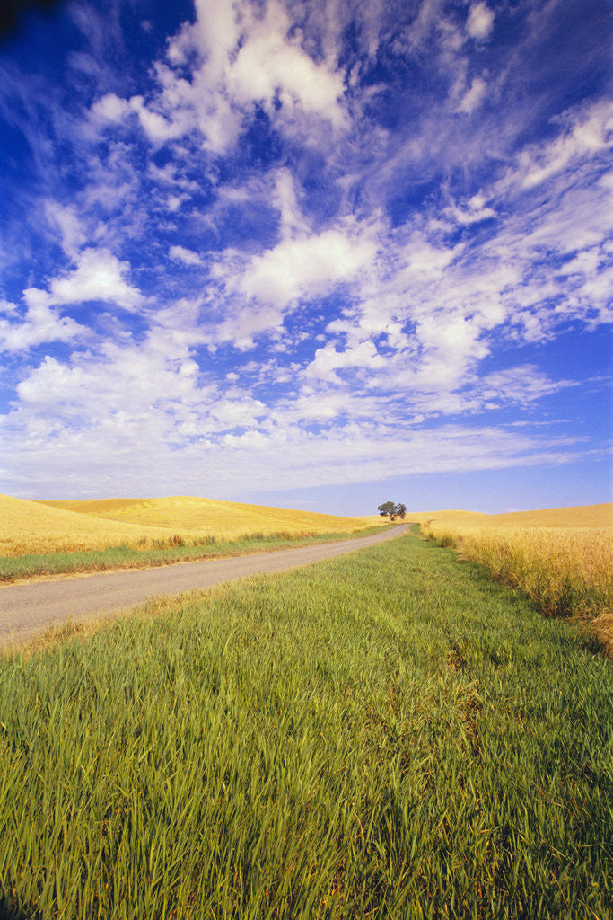 Detail of Wispy Clouds Floating over Farm Fields by Anonymous