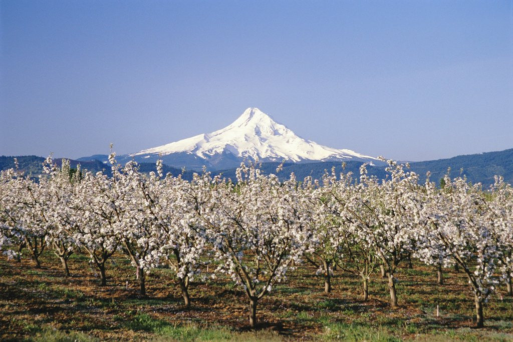 Detail of Apple Blossoms Against Mt. Hood by Anonymous