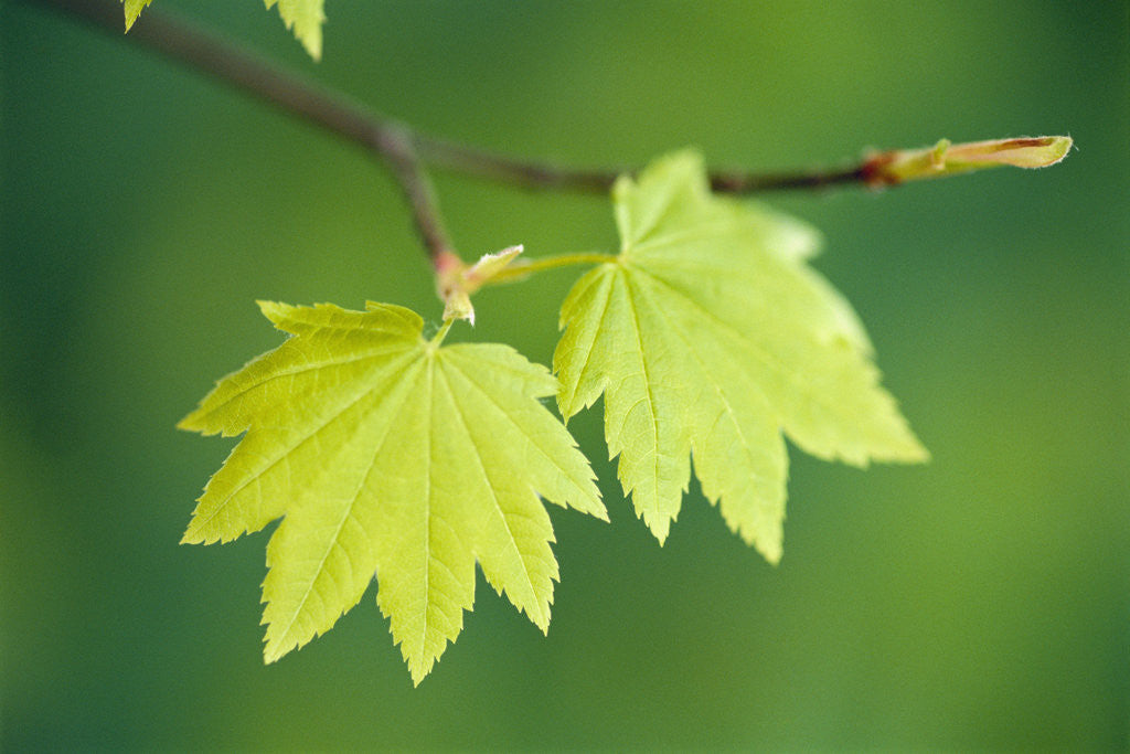 Detail of Pair of Leaves Hanging on Branch by Corbis