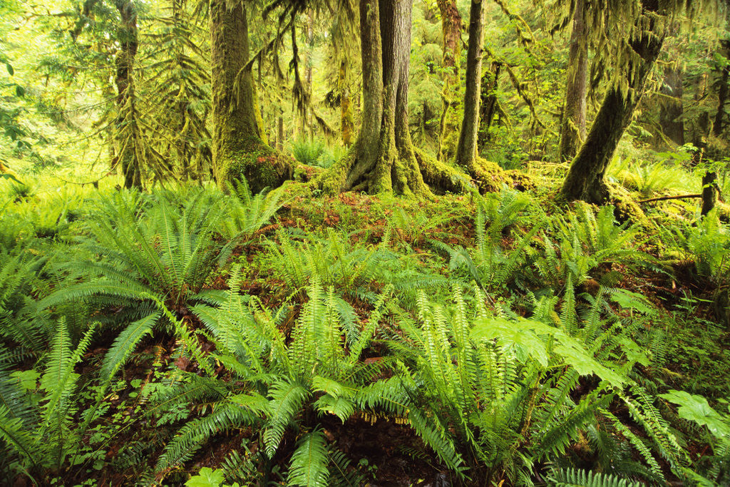Detail of Rain Forest with Old Trees by Anonymous