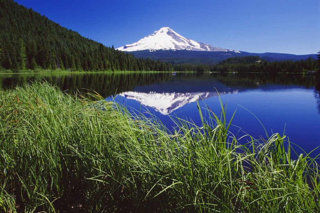 Detail of Lakeside Grass and Mt. Hood by Anonymous