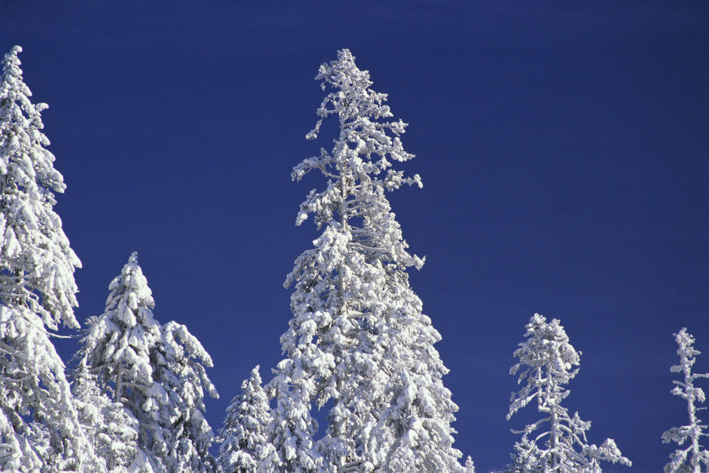Detail of Snow Covering Trees Against Sky by Anonymous