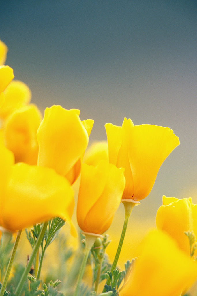 Detail of Yellow Poppy Flowers by Anonymous