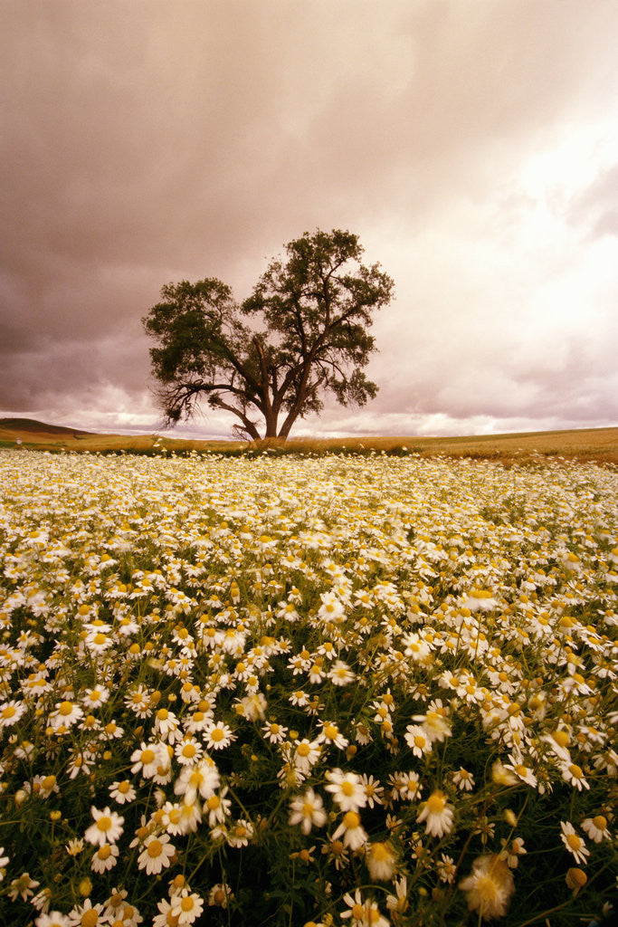 Detail of Daisy Field Under Ominous Skies by Corbis