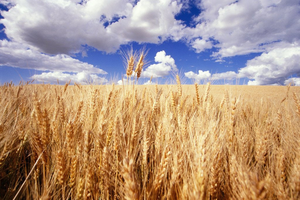 Detail of Wheat Field Growing Beneath Puffy Clouds by Anonymous