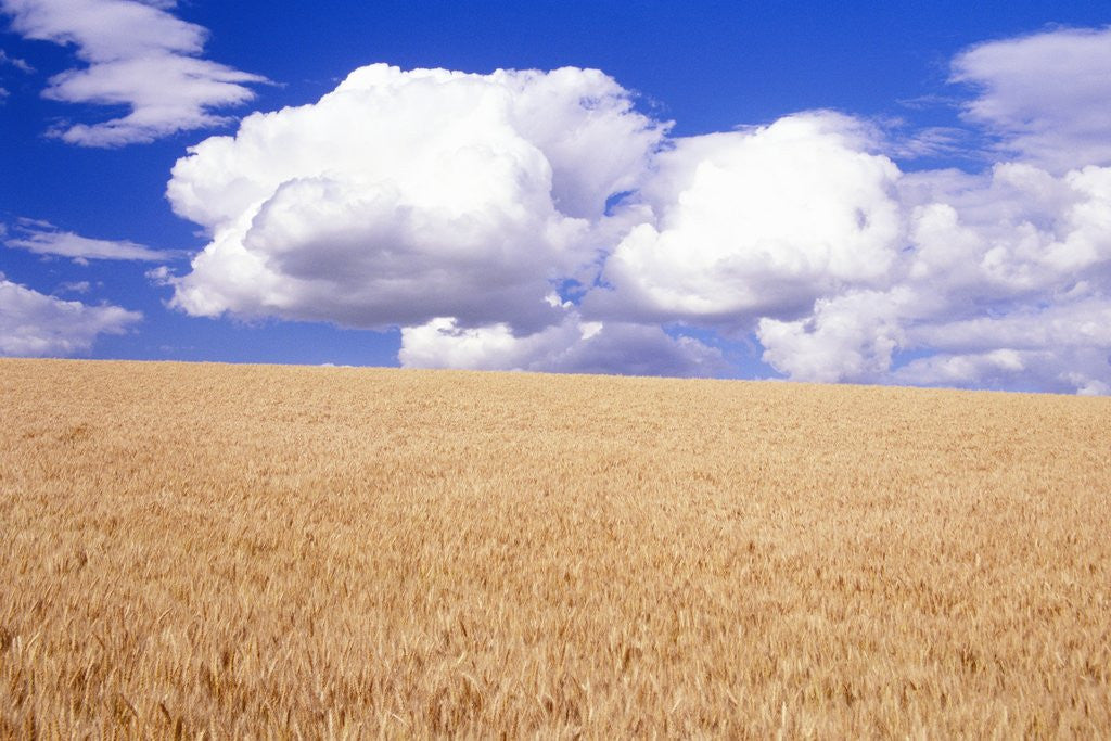 Detail of Cumulus Clouds Floating over Wheat Fields by Corbis