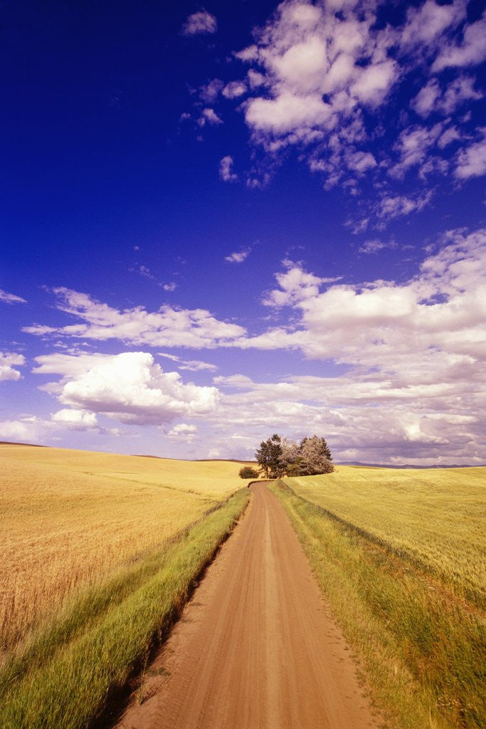 Detail of Dirt Road Stretching Under Cloudy Skies by Anonymous