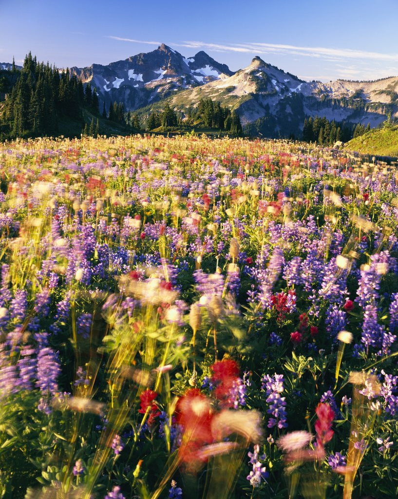 Detail of Wildflower Meadow and Tatoosh Range by Anonymous