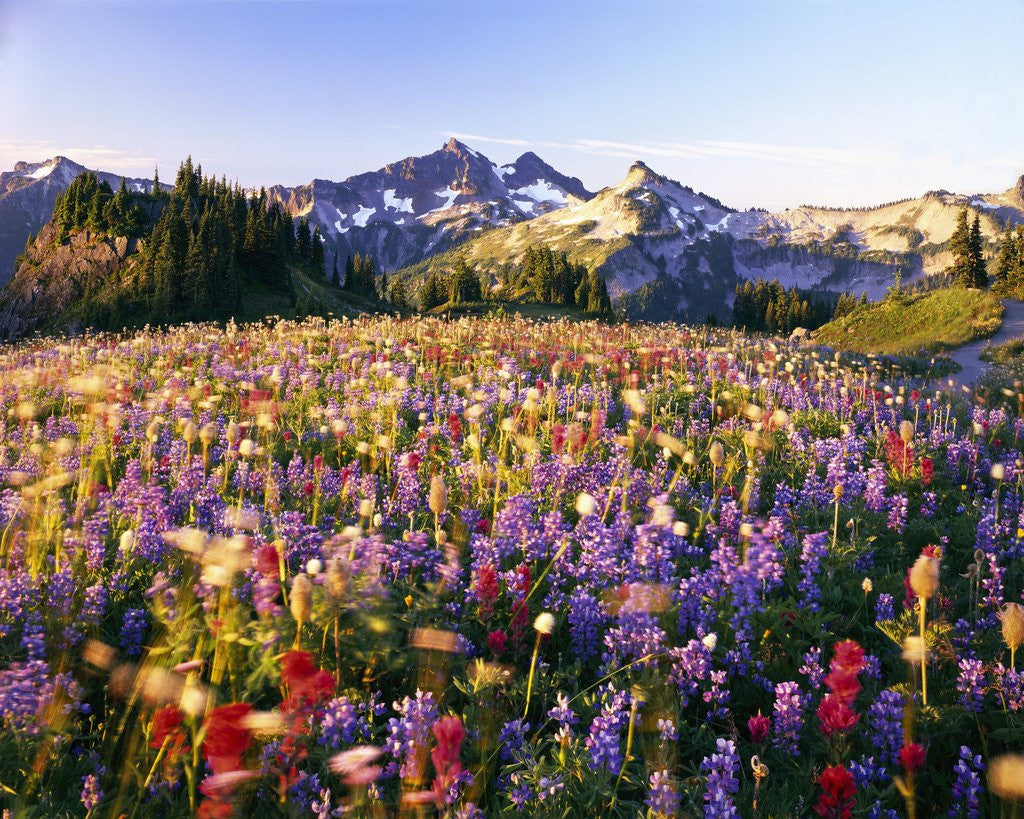 Detail of Wildflower Meadow and Tatoosh Range by Anonymous