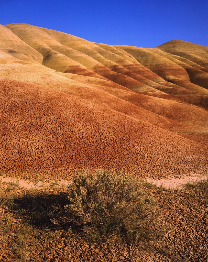 Detail of Oregon's Painted Hills by Anonymous