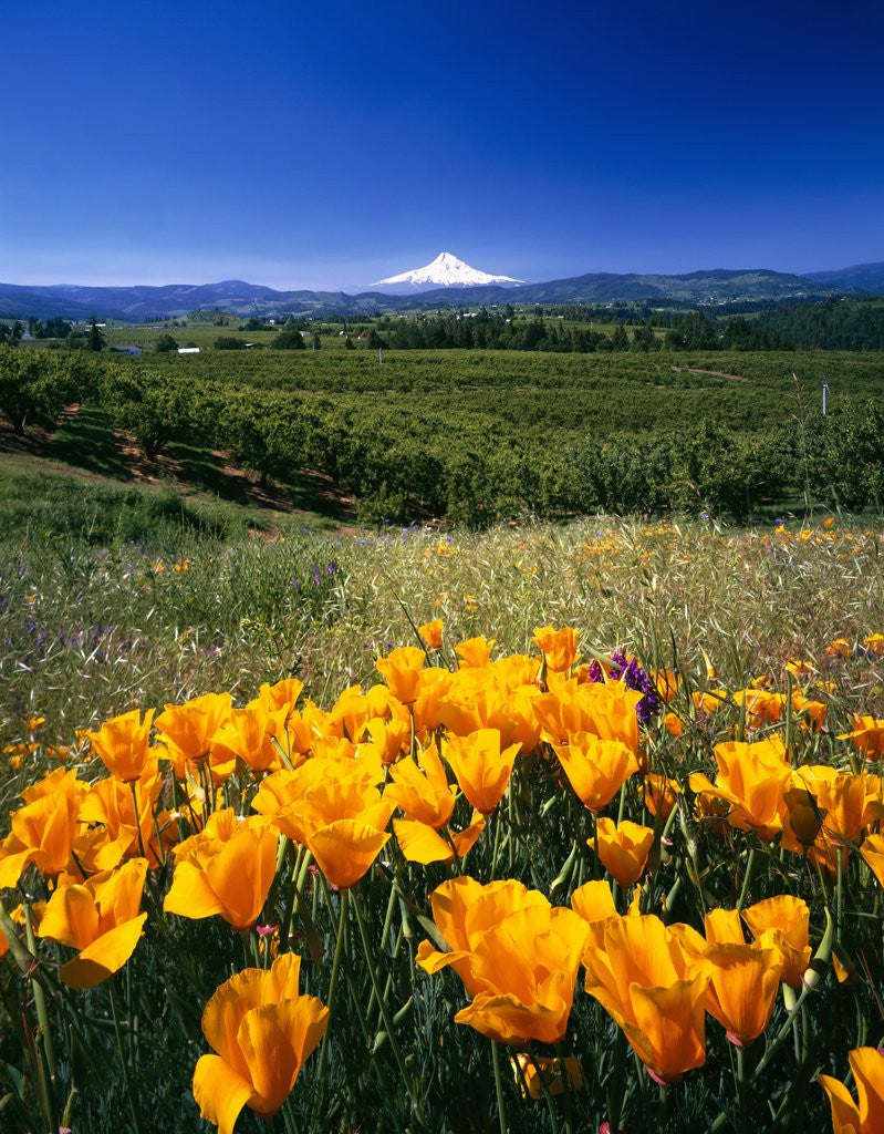 Detail of California Poppies and Mount Hood by Corbis