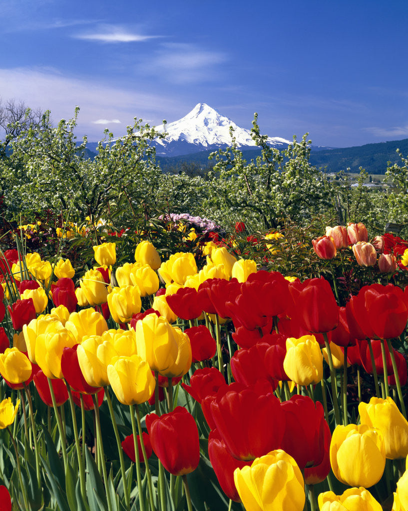 Detail of Blooming Tulips and Mount Hood by Corbis