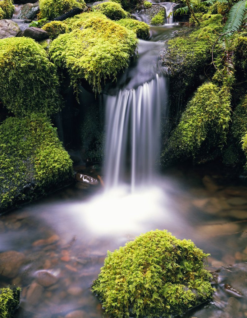 Detail of Mossy Rocks and Creek Waterfall by Anonymous