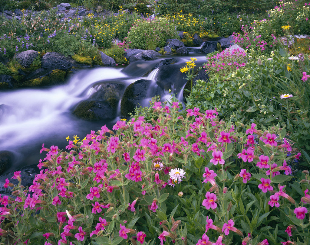 Detail of Wildflowers Blooming Along Rushing Creek by Anonymous