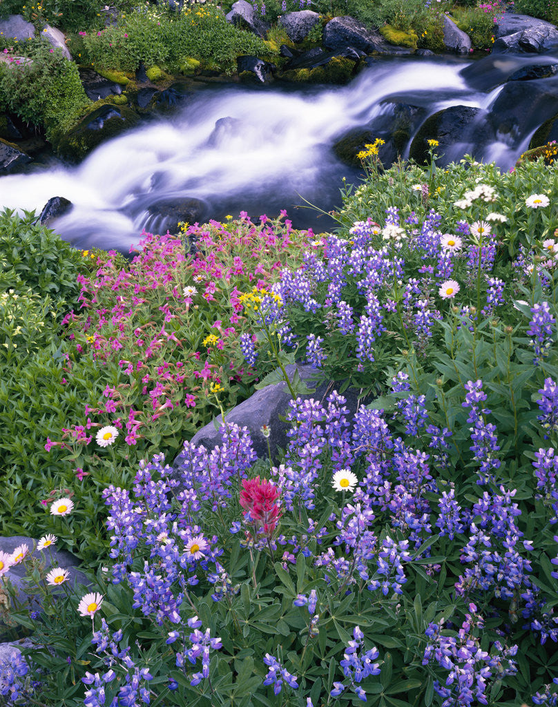 Detail of Wildflowers Blooming Along Rushing Creek by Corbis