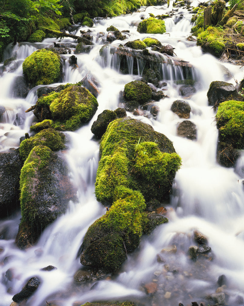 Detail of Mossy Rocks in Rushing Stream by Anonymous