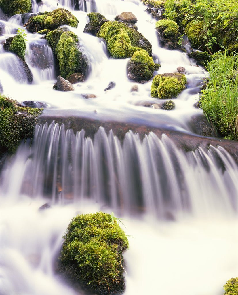 Detail of Mossy Rocks in Rushing Stream by Anonymous