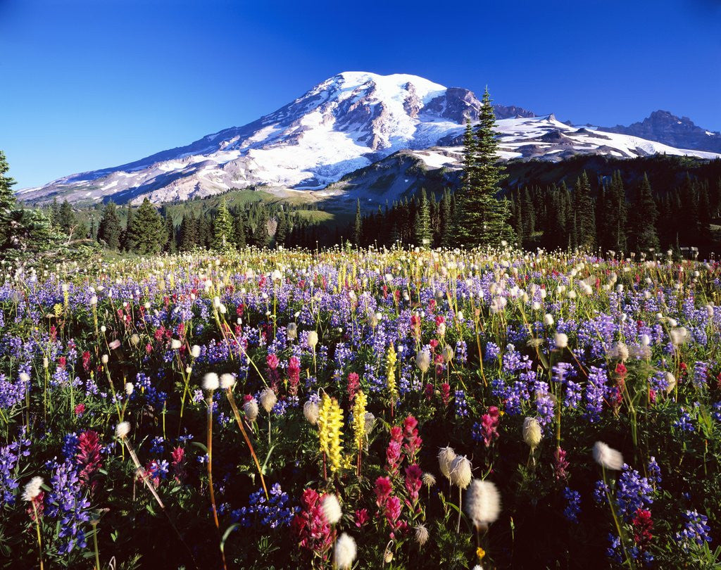 Detail of Wildflower Meadow and Mount Rainier by Corbis