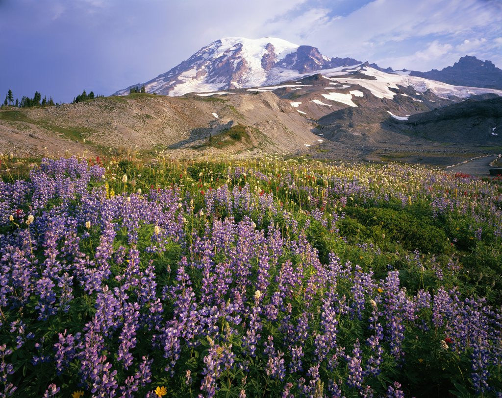Detail of Wildflower Meadow and Mount Rainier by Anonymous
