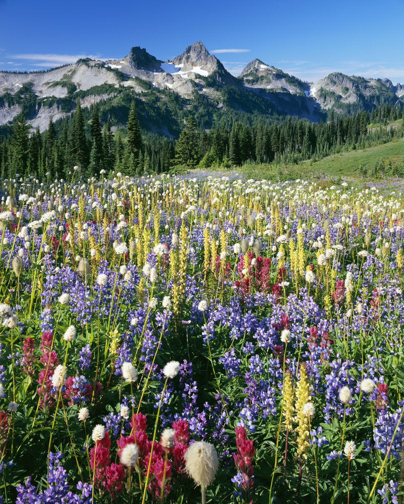 Detail of Wildflower Meadow and Tatoosh Range by Anonymous