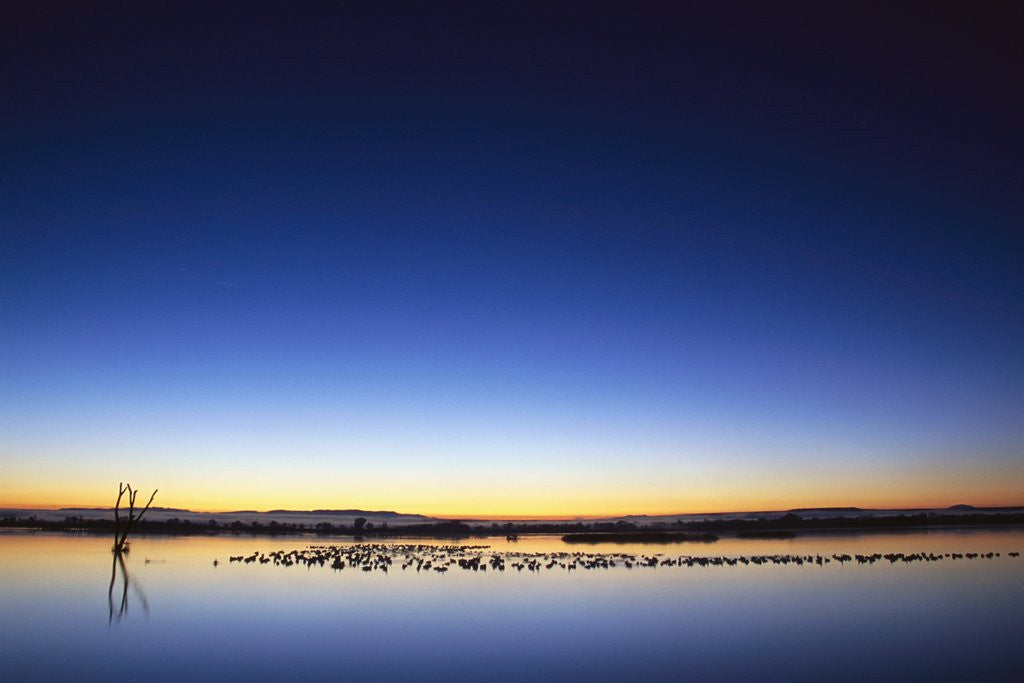 Detail of Sunset over Snow Geese on Water by Anonymous