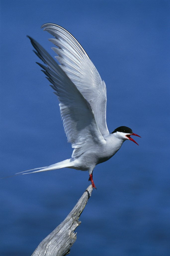 Detail of Perching Arctic Tern Spreading Wings in Manitoba by Corbis