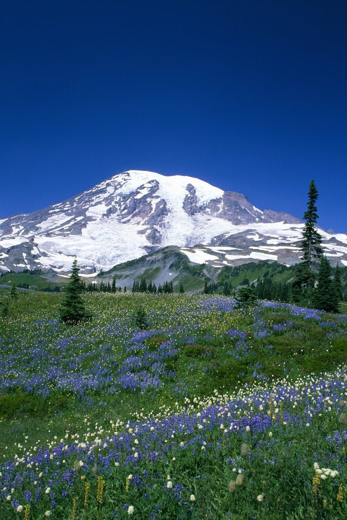 Detail of Mount Rainier and Wildflower Meadow by Anonymous