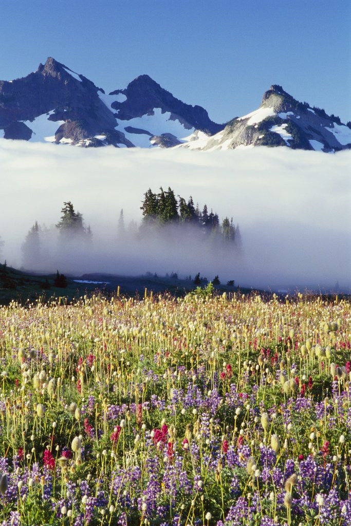 Detail of Flower Field Before Foggy Mountains by Corbis