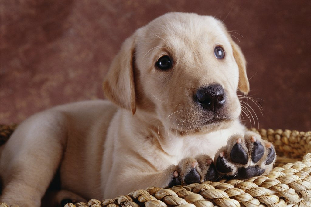 Detail of Yellow Lab Puppy in Basket by Anonymous