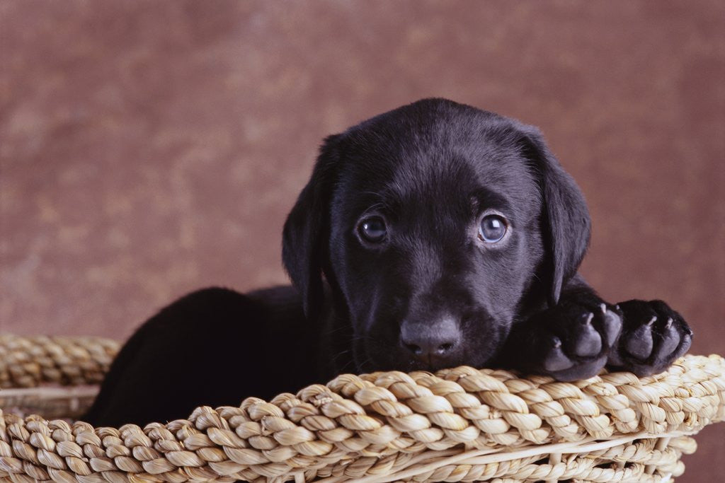 Detail of Black Lab Puppy in Basket by Anonymous