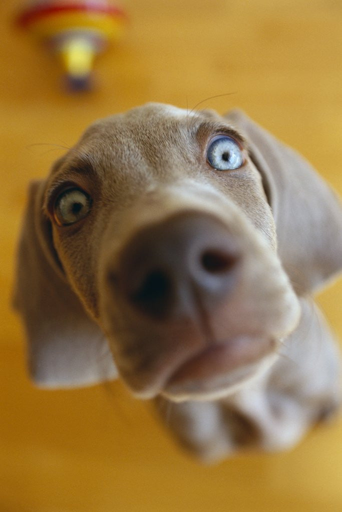 Detail of Weimaraner Puppy Staring by Anonymous