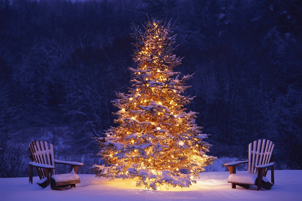 Detail of Snow Covering Adirondack Chairs by Lit Christmas Tree by Anonymous