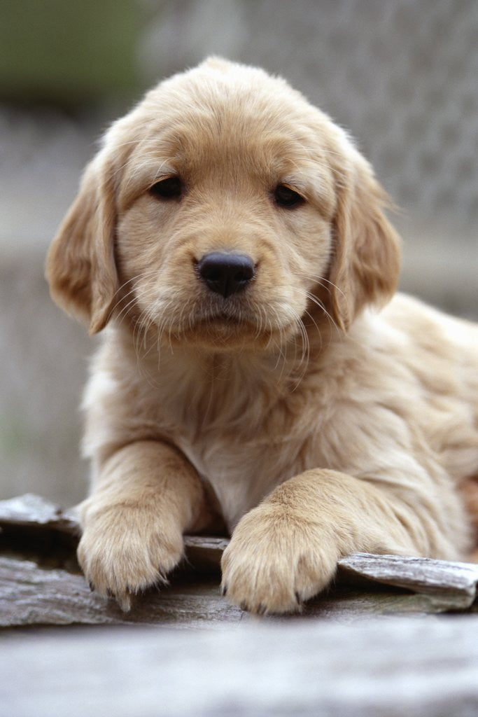 Detail of Golden Retriever Puppy by Anonymous
