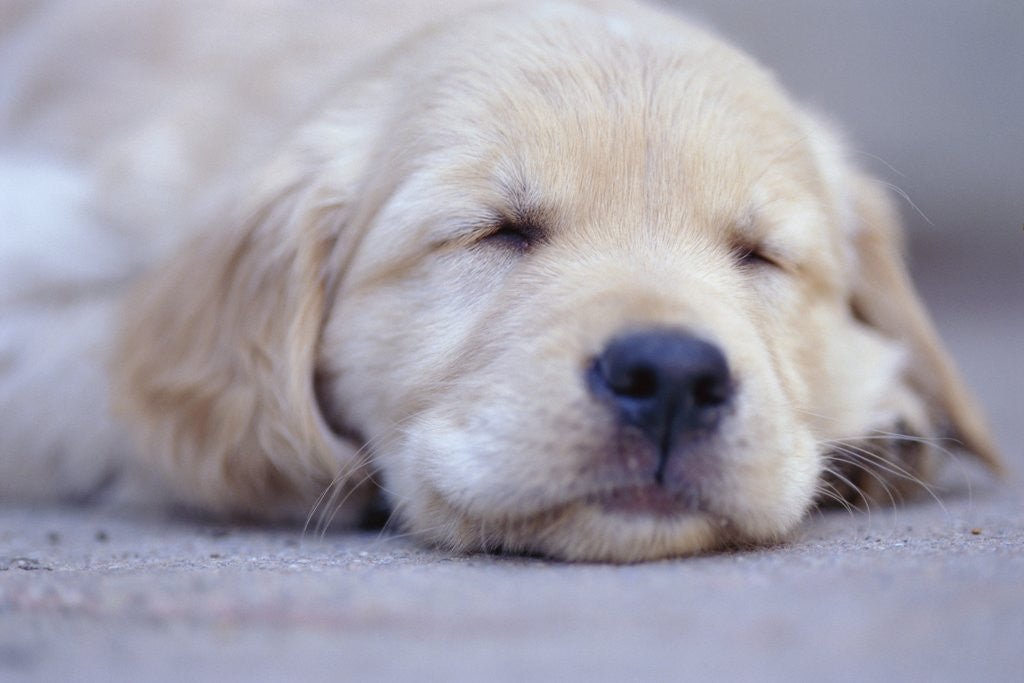 Detail of Golden Retriever Puppy Sleeping by Corbis