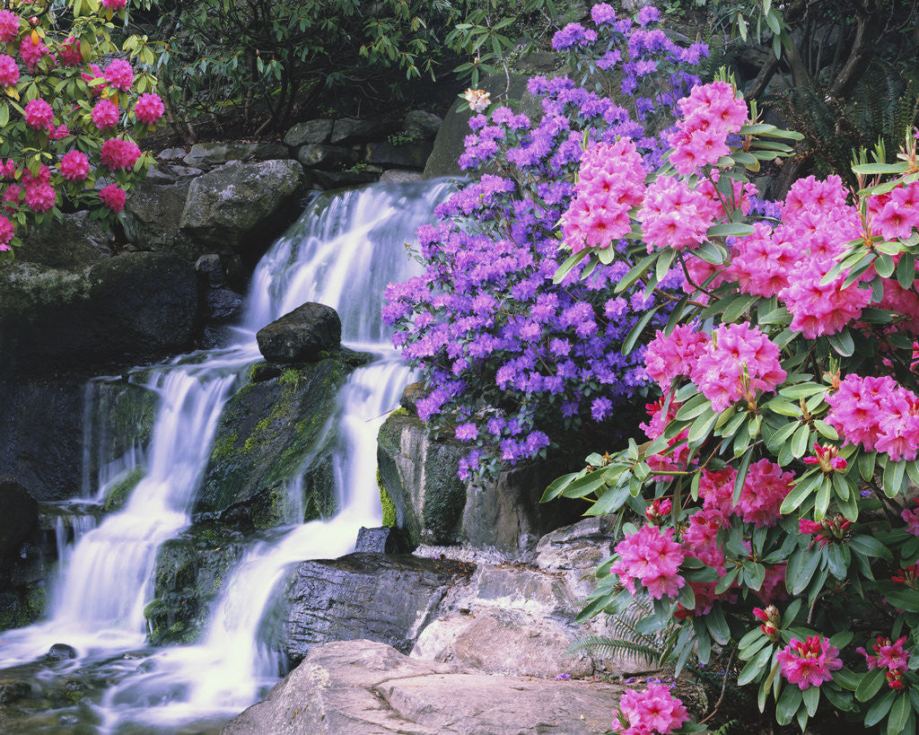 Detail of Waterfall in Crystal Springs Garden by Anonymous