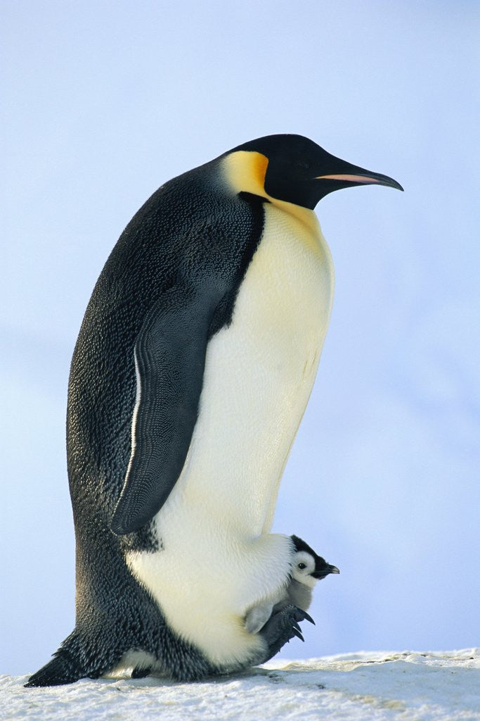 Detail of Penguin Chick Warming Under Adult by Anonymous