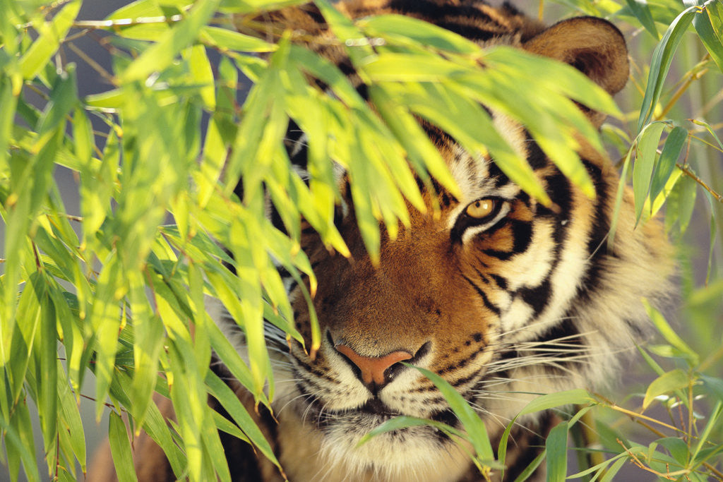 Detail of Bengal Tiger Hiding Behind Leaves by Corbis