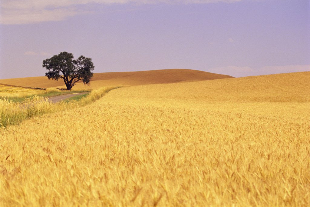 Detail of Oak Tree Amidst Wheat Fields by Anonymous