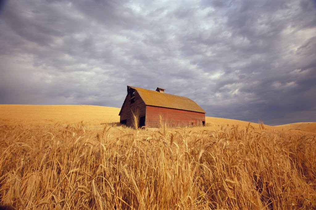 Detail of Old Barn Amidst Wheat Field by Anonymous