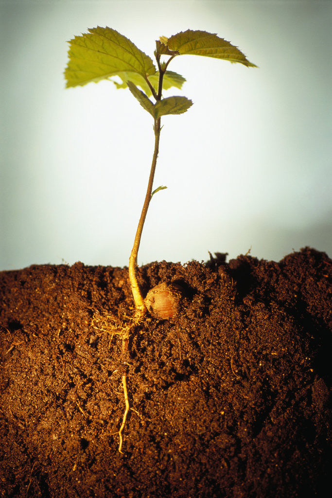 Detail of Hazel Tree Seedling and Exposed Root by Anonymous