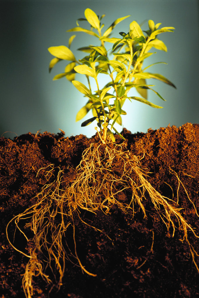 Detail of Plant with Roots Digging into Soil by Corbis