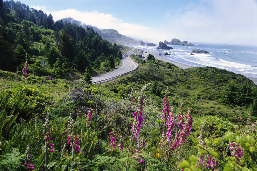 Detail of Coastal Foliage and Highway by Anonymous